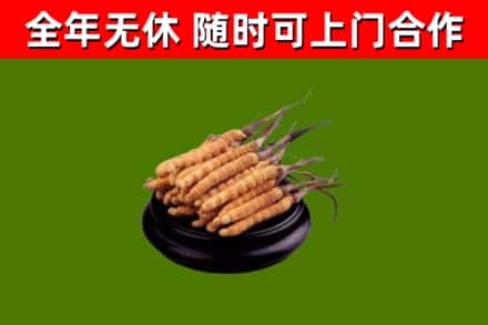 虞城回收冬虫夏草