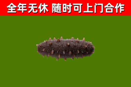 虞城回收海参干